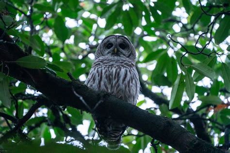 Mass killing of barred owls by trained shooters may start in .